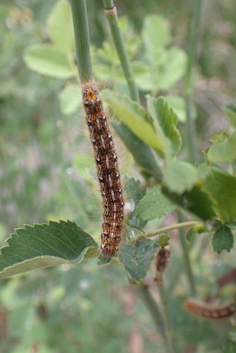 iNaturalist observation photo of Western Tent Caterpillar Moth