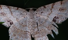 Calletaera basipuncta