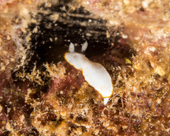 Goniobranchus verrieri