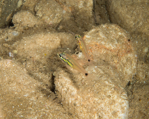 Ostorhinchus maculiferus observed 2016-06-25