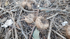 Dioscorea sansibarensis