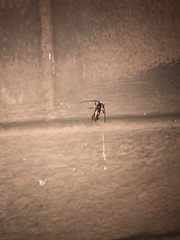 Tylonotus bimaculatus