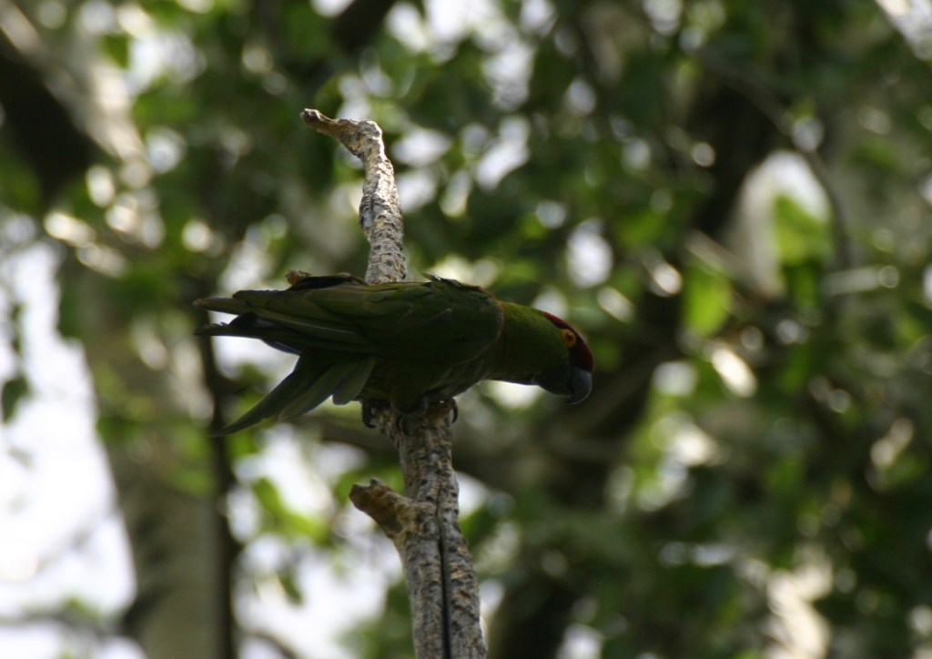 Thick-billed Parrot