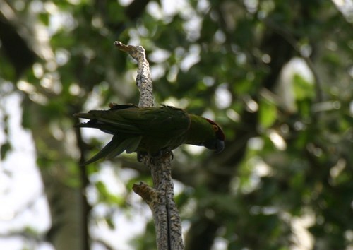 Thick-billed Parrot