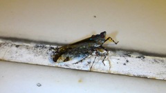 Orthopagus splendens