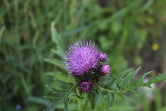 Cirsium alsophilum