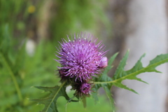 Cirsium alsophilum