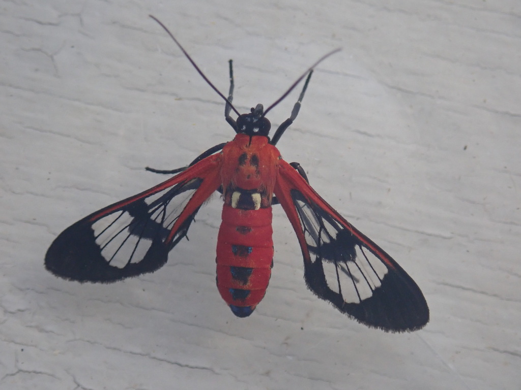 Pheia haemapleura