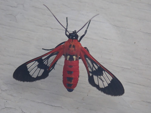 Pheia haemapleura