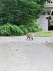 Procyon lotor