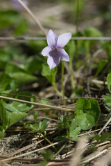 Viola palustris