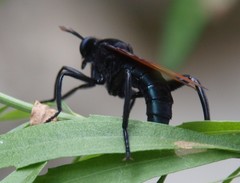 Mydas xanthopterus