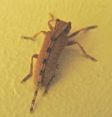Stenidea alutacea
