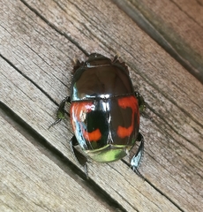Hister quadrimaculatus