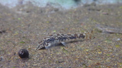 Liniparhomaloptera disparis