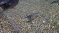 Macrobrachium laevis