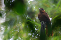 Peruvian Recurvebill photo 1