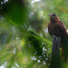 Peruvian Recurvebill - Photo (c) whenthebird, some rights reserved (CC BY-NC)