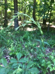 Bromus pubescens