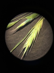 Bromus pubescens