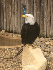 Haliaeetus