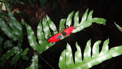 Antilochus nigripes