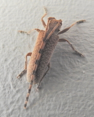 Stenidea alutacea
