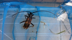 Phoracantha tricuspis