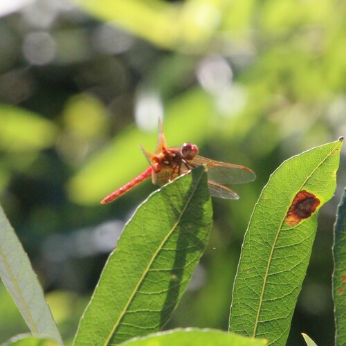 iNaturalist observation photo of Skimmers