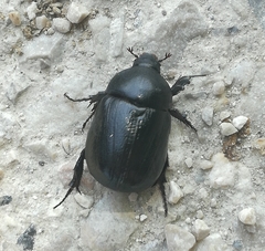 Pentodon bidens punctatus
