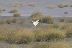 Leucogeranus leucogeranus