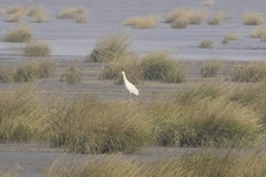 Leucogeranus leucogeranus