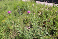 Carduus defloratus