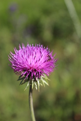 Carduus defloratus