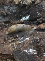 Urocyclidae
