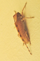 Stenidea alutacea