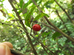 Syzygium phyllyraeoides