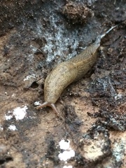 Urocyclidae