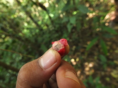 Syzygium phyllyraeoides