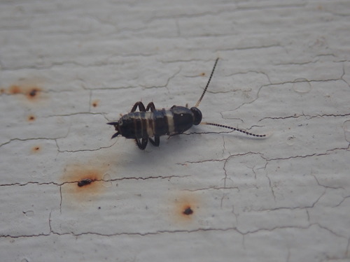 Australian cockroach