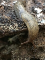 Urocyclidae