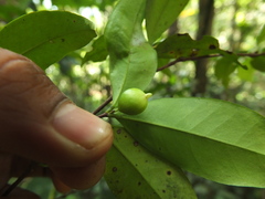 Syzygium phyllyraeoides