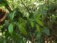 Syzygium phyllyraeoides