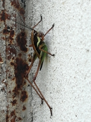 Eupholidoptera schmidti