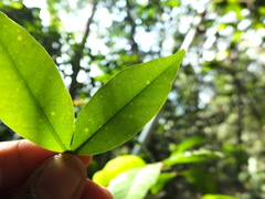 Syzygium phyllyraeoides