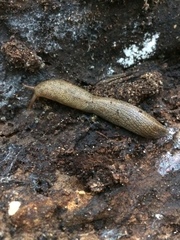 Urocyclidae