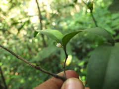 Syzygium phyllyraeoides