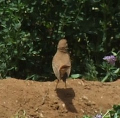 Cercotrichas galactotes