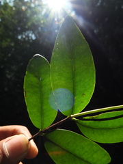 Syzygium phyllyraeoides