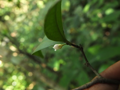 Syzygium phyllyraeoides